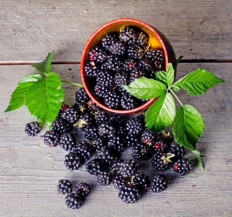 blackberries in a bowl