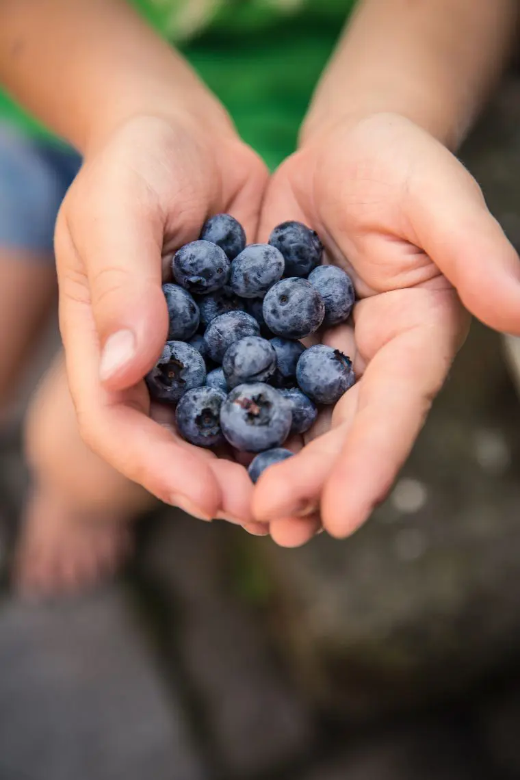 blueberries