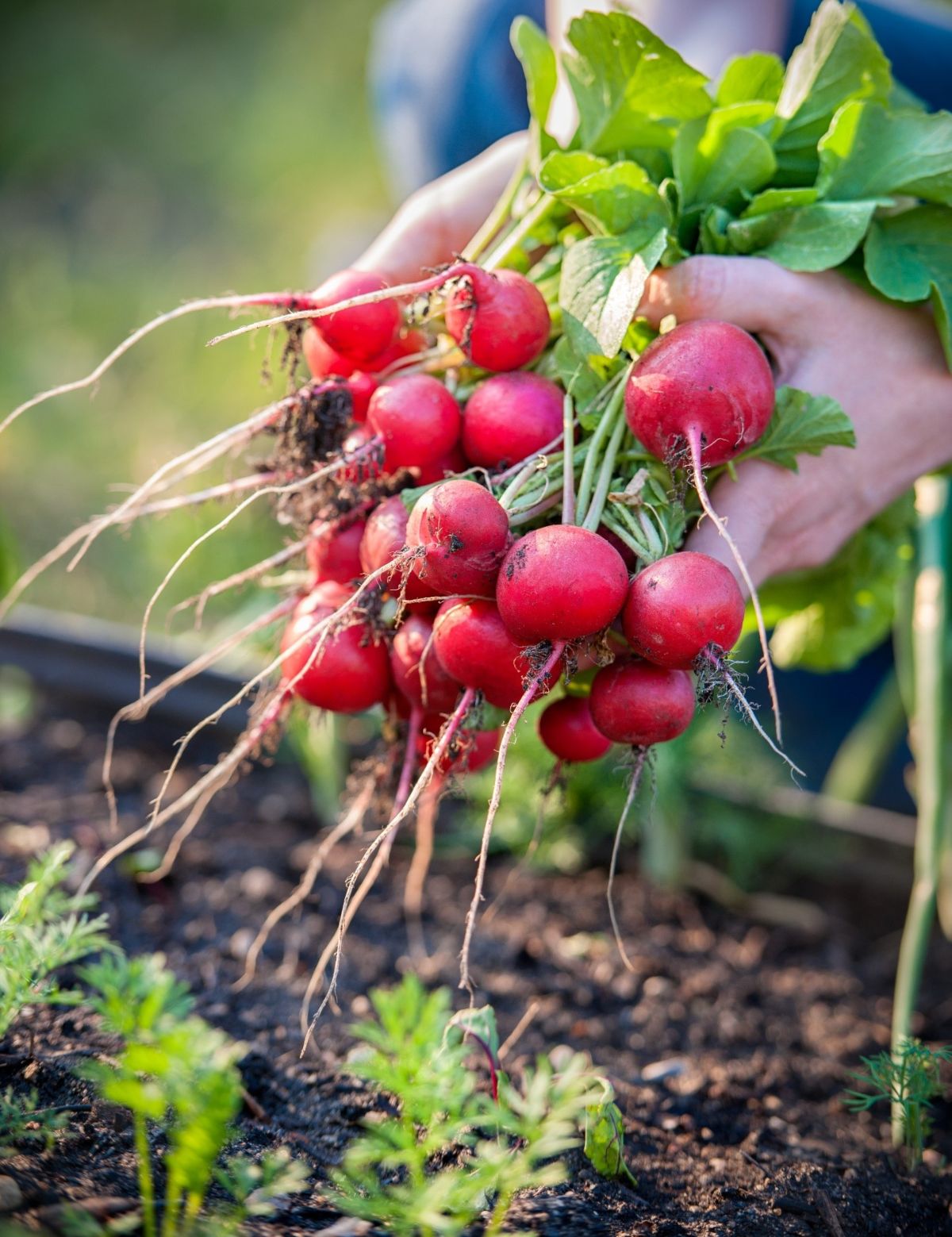 Radishes