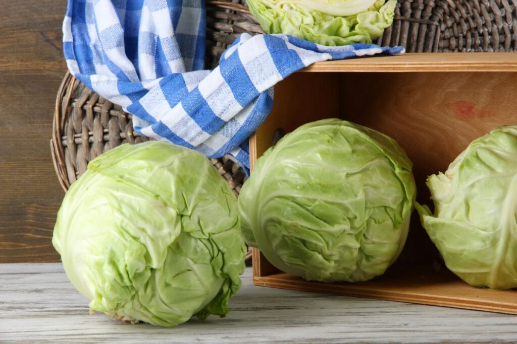 cabbage