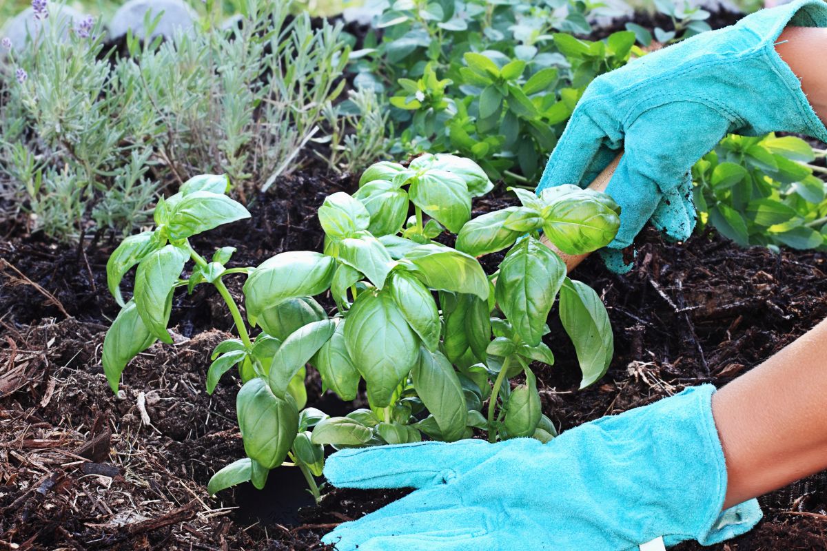 grow your own herbs